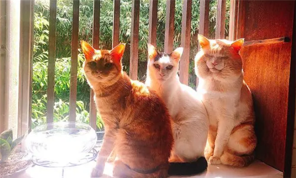 大脸猫天生大圆脸，远看像头熊，网友笑称：这是脖子上顶了个面包？