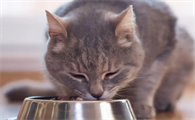 猫咪为什么吃东西发抖呢