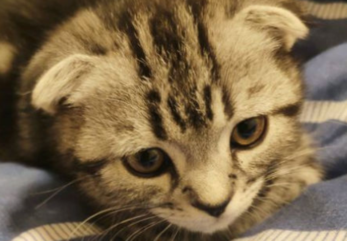 端午猫是什么品种