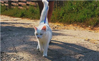 猫咪踏步是为什么啊