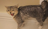 猫咪在门外嚎叫是为什么