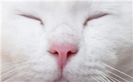 猫咪鼻子为什么会凉湿呢
