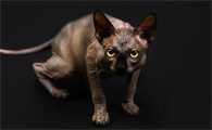 猫咪不主动找你睡觉为什么呢