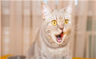 猫咪临终为什么要离开家里呢