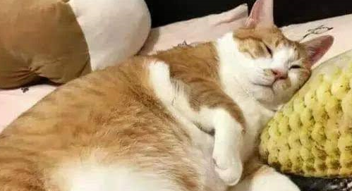 本土田园猫中，大橘不负“重”望地成了人见人爱的“喵红” 