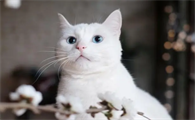 猫咪恐惧为什么会拉屎呢怎么回事