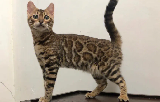 孟加拉猫和孟加拉豹猫的区别 孟加拉猫和孟加拉豹猫的区别