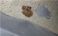 猫咪拉屎有血怎么办呢