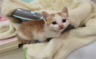 怎么看奶猫的性格会不会粘人