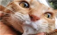 猫咪吃饭为什么爱吐口水呢