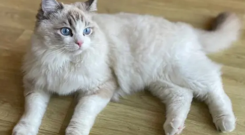 山猫布偶猫一般多少钱图片