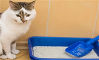 猫咪为什么不用猫砂盆呢