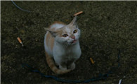 流浪猫不想被收养的表现