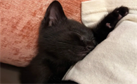 玄猫在中国的象征意义