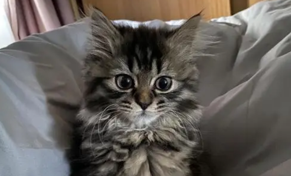 长毛狸花猫千万不能养 长毛狸花猫千万不能养