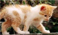 打骂猫咪不记仇为什么咬人
