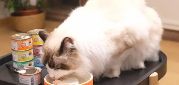 布偶猫吃什么牌子的罐头好一点 布偶猫吃什么牌子的罐头好一点