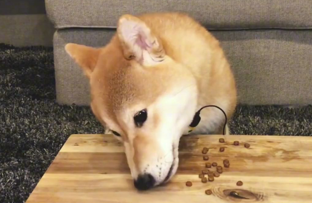 柴犬狗粮如何制作呢 柴犬狗粮如何制作呢