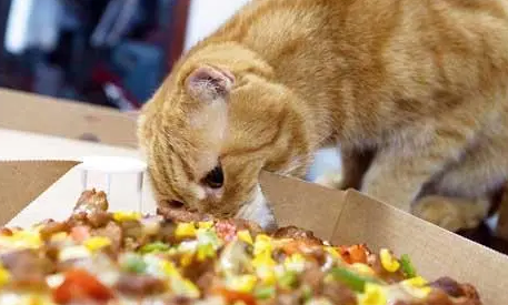 成年橘猫吃什么食物比较好 成年橘猫吃什么食物比较好