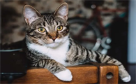 猫咪视力为什么那么好呢