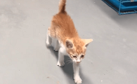猫咪为什么歪着走路不稳