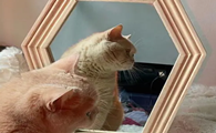 猫咪为什么老是弄镜子