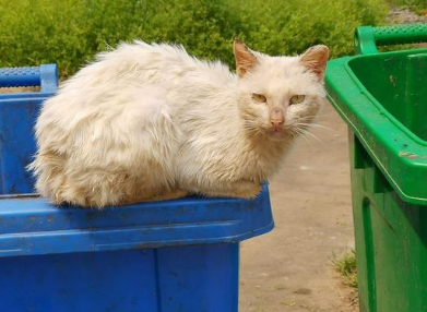 流浪猫被毒死可以报警吗