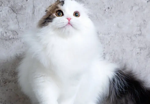 苏格兰猫多少钱一只