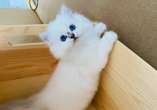 银点猫价位一般在多少