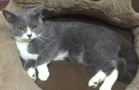 会说话的汤姆猫是什么品种
