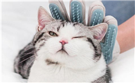 猫咪为什么总是想咬主人啊