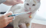 猫瘟怎么在家治疗呢