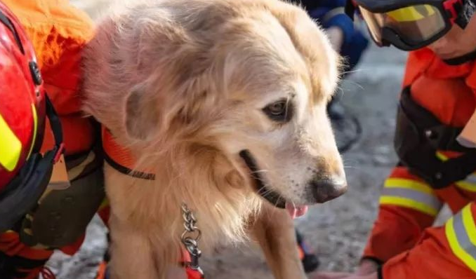 关于搜救犬的介绍！