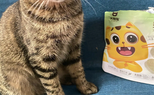 大脸猫