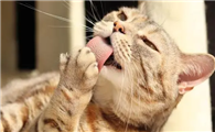 猫咪为什么舔自己呢