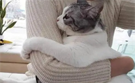 猫咪为什么守护主人呢