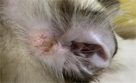 猫咪的耳朵为什么有脓液