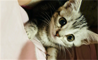 猫藓长在猫嘴附近怎么办啊