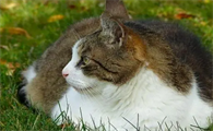 猫咪为什么这么像猫咪