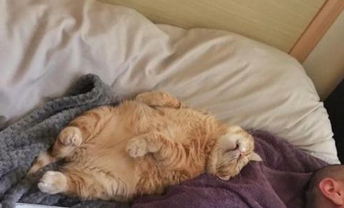 橘猫仰着身子睡觉叫也叫不醒，画面萌到失控！