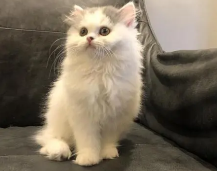 苏格兰高地猫立耳猫特征描述