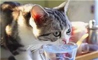 猫试图打翻水杯是为啥