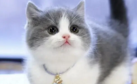有的猫咪为什么长不大呢