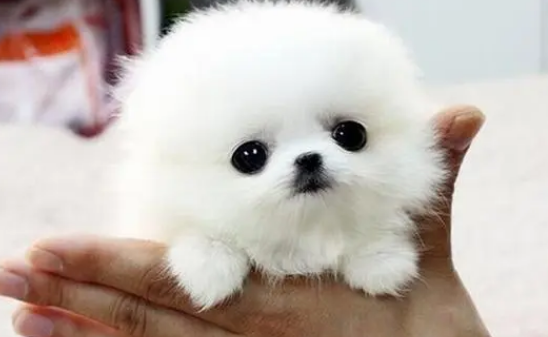 小茶杯犬好养吗怎么养 小茶杯犬好养吗怎么养