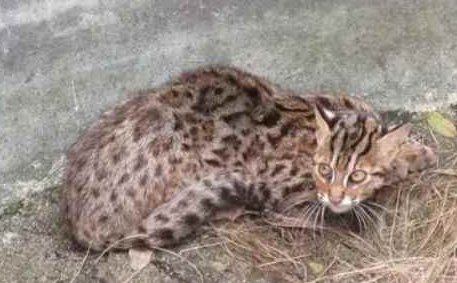 石虎猫的功效和作用 石虎猫的功效和作用