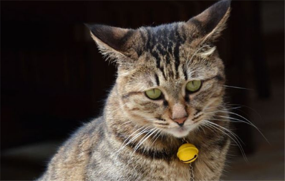 狸花猫扔了会报复吗 狸花猫扔了会报复吗