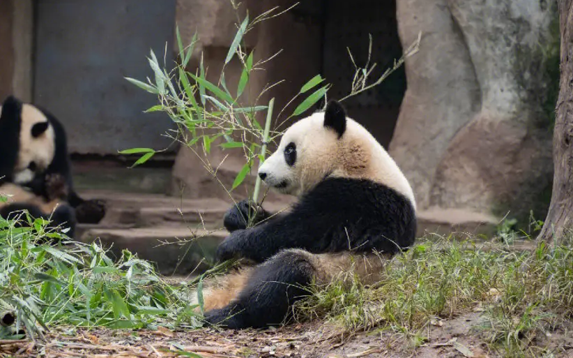 大熊猫吃什么食物 大熊猫吃什么食物