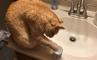猫咪总是拿手沾水是什么原因