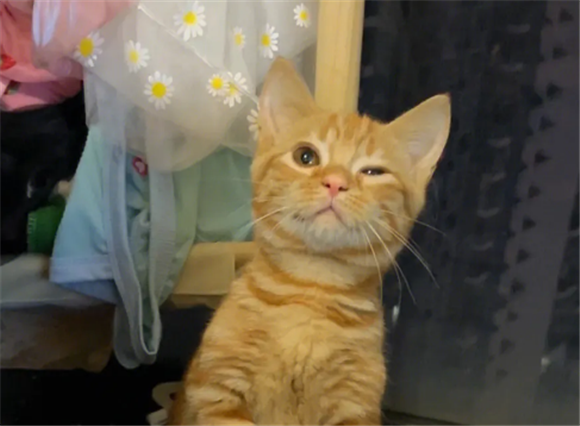 橘猫分四种太粘人 橘猫分四种太粘人