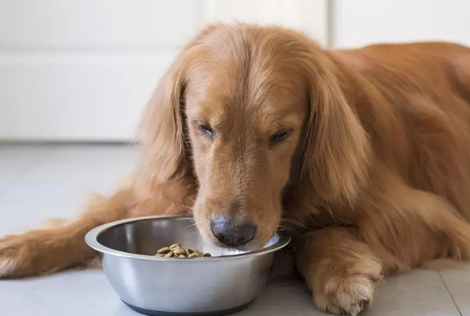 如何挑好金毛犬狗粮呢 如何挑好金毛犬狗粮呢